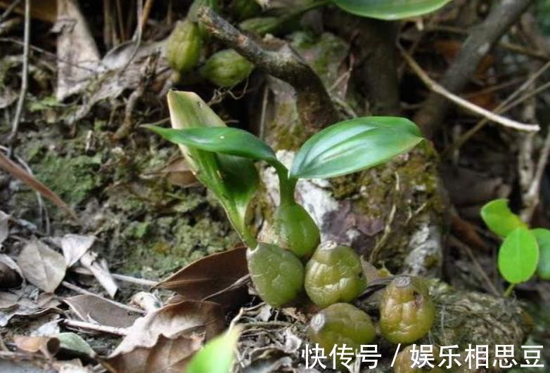 入药|农村长在石头上的杂草,原来无人问津,现在35元一斤很抢手