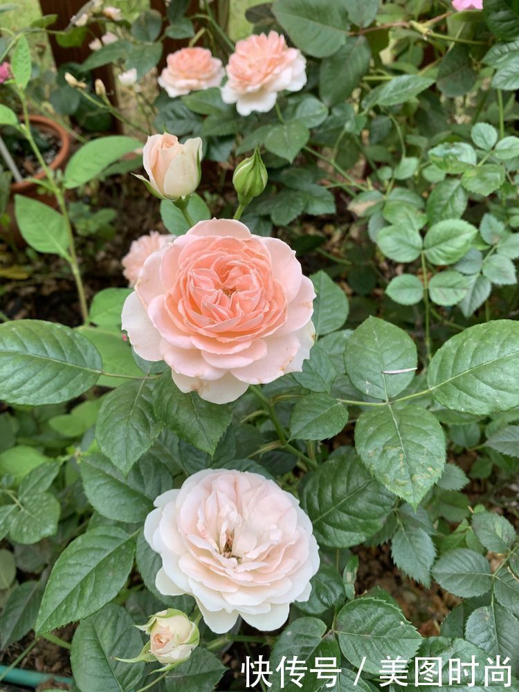 花了7个月,亲手打造123㎡别墅花园,网友:看一眼都会陶醉其中