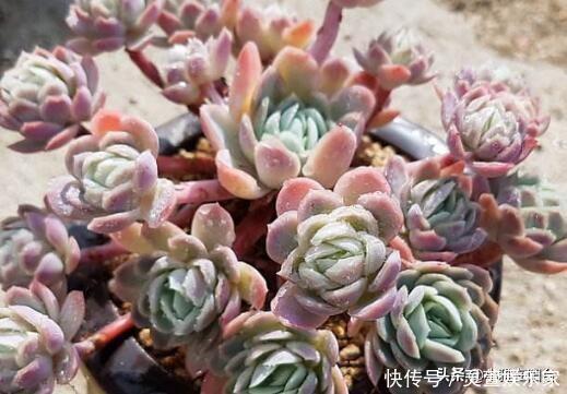 黑虫|多肉长虫了怎么办3个小方法,虫子一个都不见,叶片又肥又美