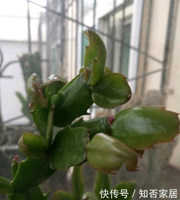 浇死|夏天养花,4种植物容易“浇死”,进入休眠期,浇水能少则少