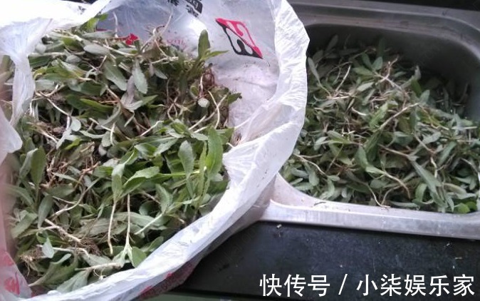 采摘|农村一种随处可见的野菜,是一种止咳的良药,市场上要20块一斤