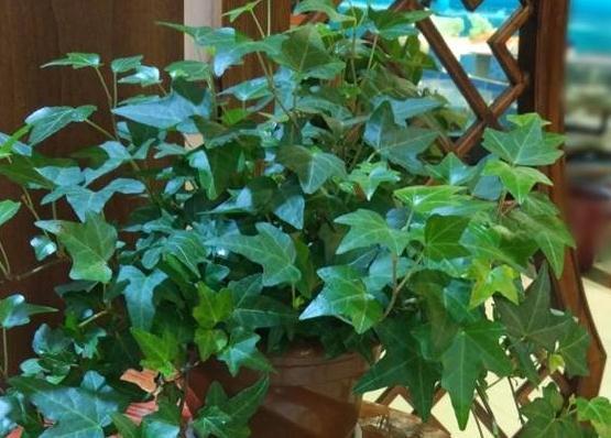 3种花现在扦插还不晚,剪个枝插盆里,生根快成活率高