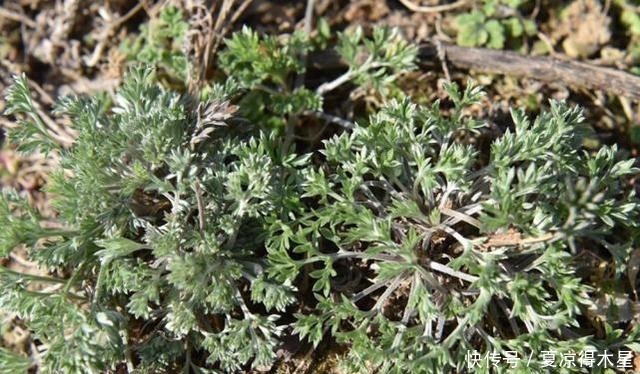 3月当野菜吃,4月当药材用,价值很高别错过