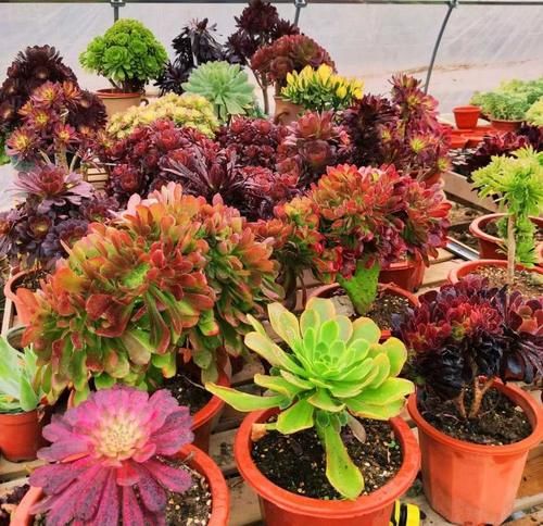 有光泽|秋天,这3种花一定要勤施肥,叶片更多更厚实,好看又有光泽