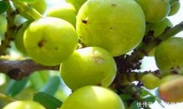 女性常吃的食物,不仅润肠通便,降压降脂,还排出毒素