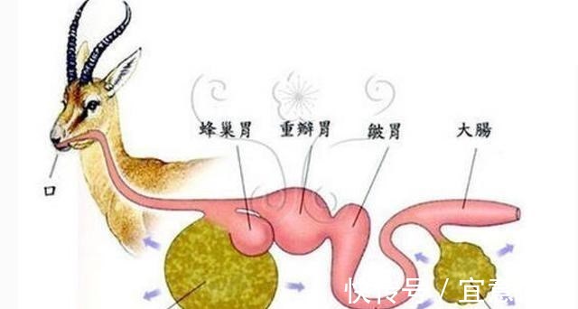 食草动物|牛只吃草，为啥长出一身肌肉，其中蛋白质从哪里得来？