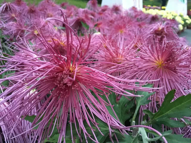喜欢菊花,就养盆“珍稀名菊”情剑歌人,似窈窕美人,绚丽多姿
