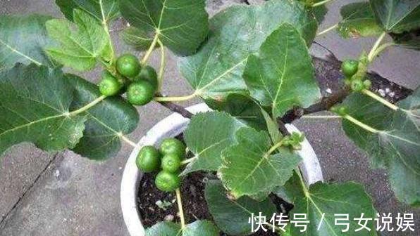 不花钱种出“无花果”,一周就生根,来年枝头挂满果!