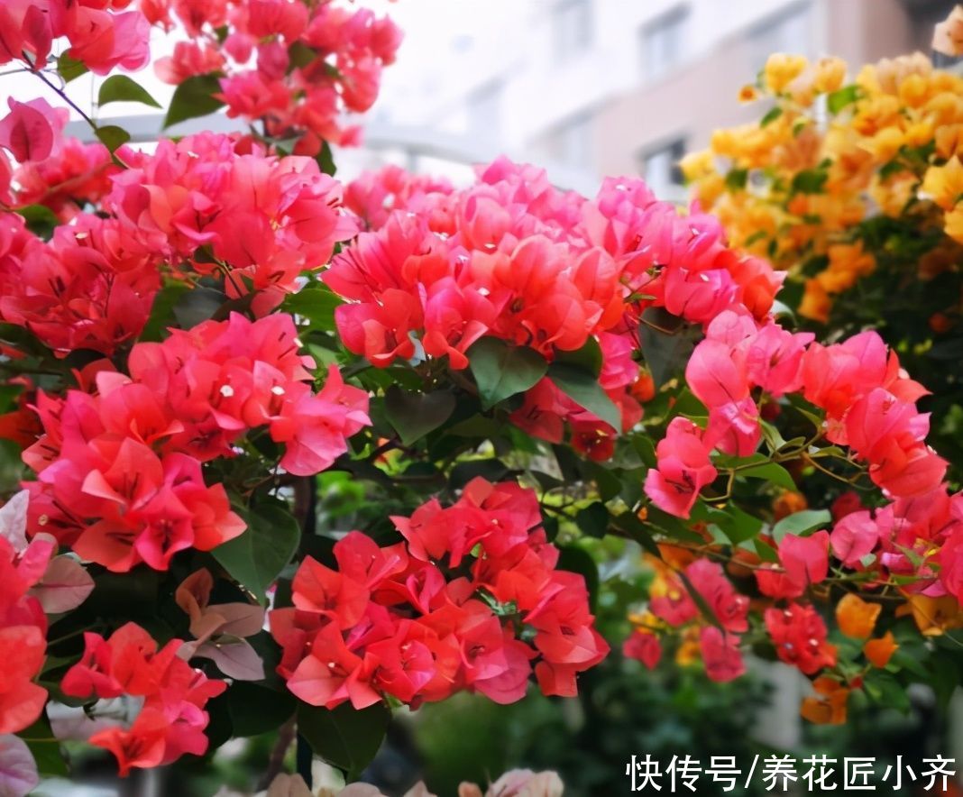 三角梅想要开花多，“高手”都会准备3种肥，再多就是浪费