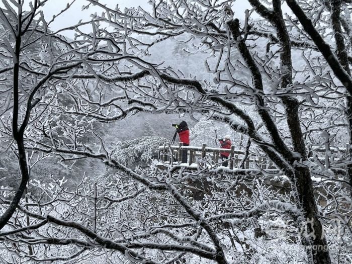 黄山风景区|黄山风景区雪景初现！降雪仍在持续