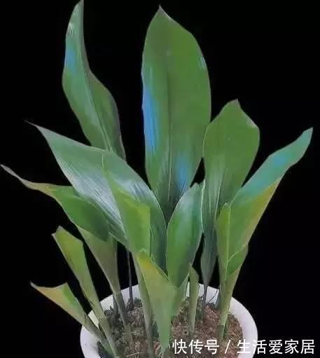绿植|6种绿植家里光照不好也能养,你有哪些了呢