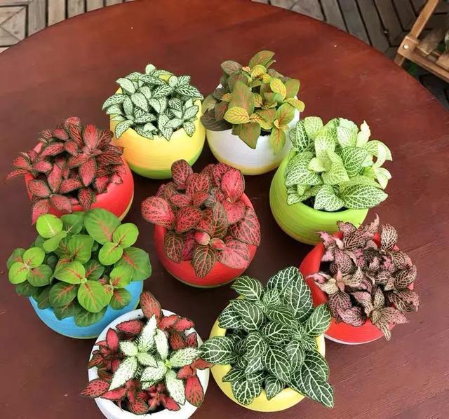 清新|办公桌养几盆网纹草,叶子比花还好看,清新又养眼