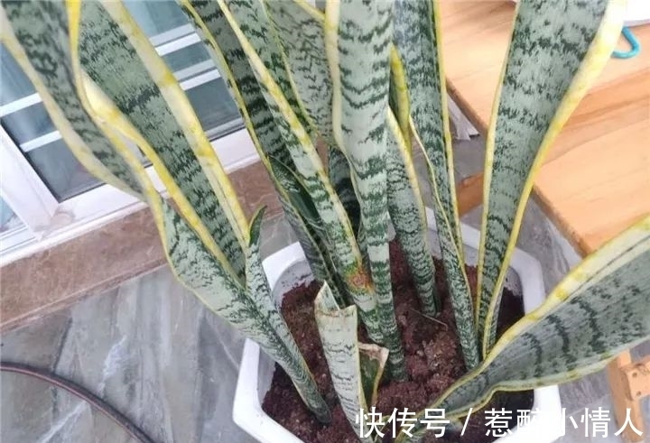 冬天修剪分“轻重”,有的花剪狠了,再也不开花