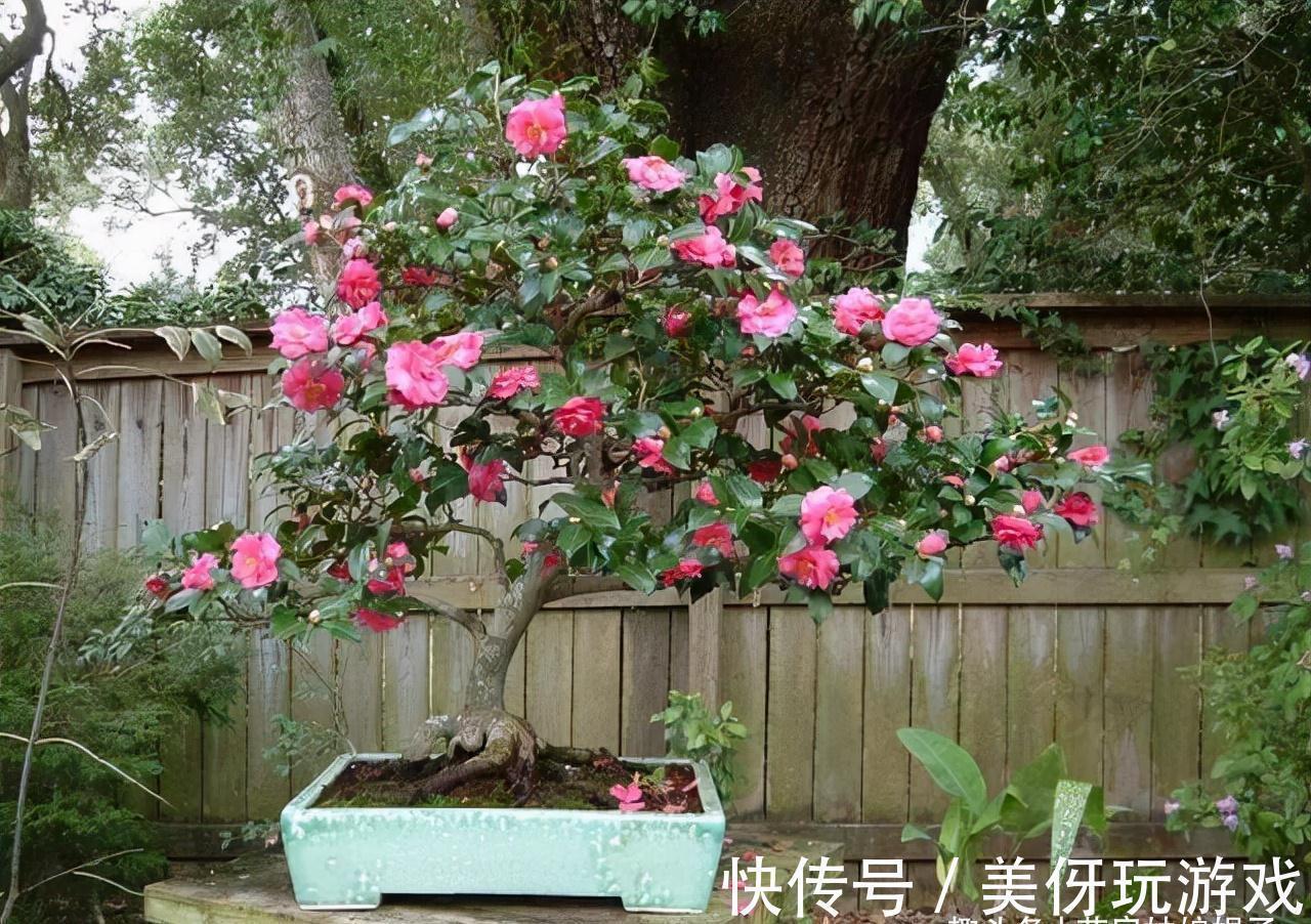 花期|5种“喜冷花”,花期主要在冬季,好养又漂亮,开花特别香