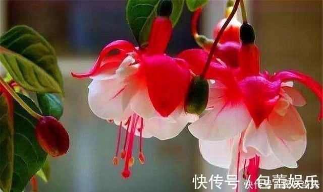 红灯笼|别养长寿花君子兰了,室内养花就选它,四季开花,过年挂满红灯笼