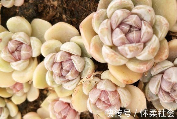 叶片|当年的贵货多肉,变成了烂大街的便宜货,暴风哭泣