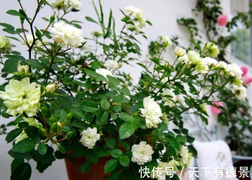 爱情|它是灌木蔷薇,名为绿玫瑰,寓意:永不老去的爱情,人见人爱