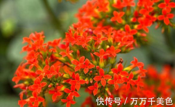 花盆越小开花越好的“皮实”花,塞进小花盆里,好养又好看