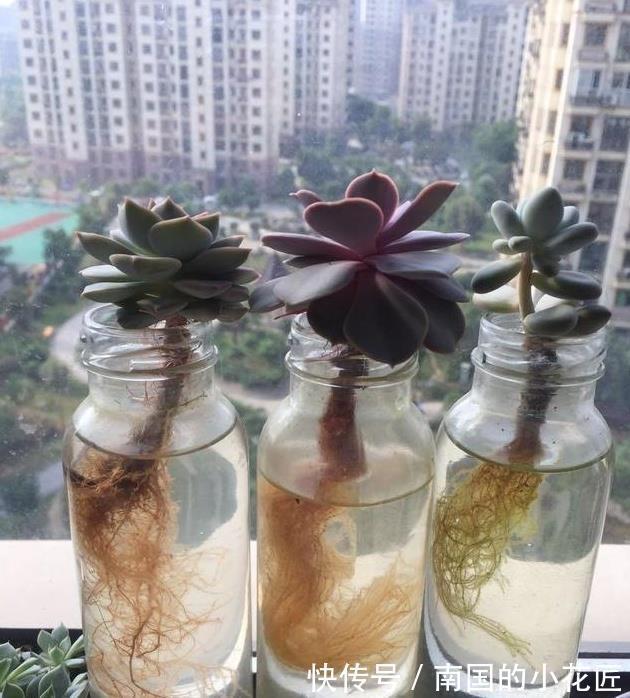 休眠|多肉植物养不活,扔水池里3天,自己生根长叶,原来还能这么养