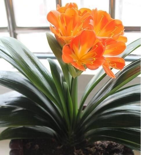 花盆|君子兰不开花？2种废料埋盆里，花箭蹭蹭冒，开花2个月