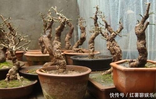 迎春花盆景造型决定了价格 开花多少才是点缀 农民采集很简单 快资讯
