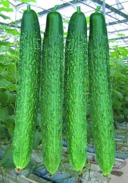 吃了半辈子黄瓜,这个做法百吃不腻,开胃又下饭,一日三餐都适合