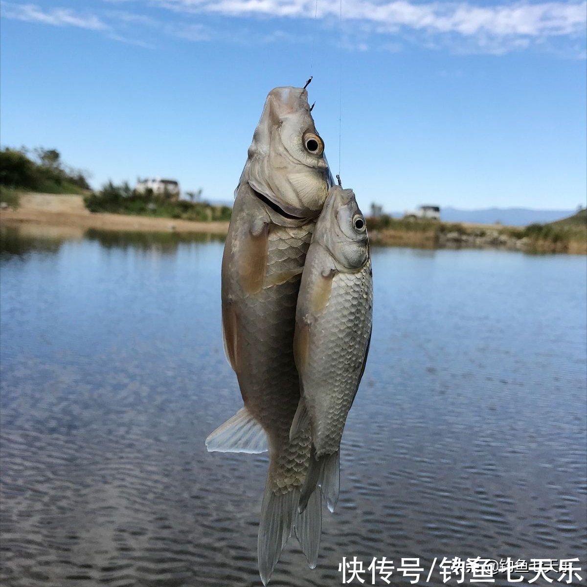 冬季鲫鱼难钓？化绍新老师给新手的几点建议