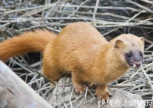 老人们&为何长辈都说黄鼠狼不能杀科学研究表明,原来真的不能杀