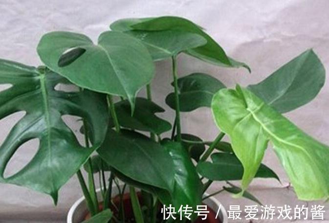 花市看到3种花随便买，摆客厅显大气上档次，过冬容易