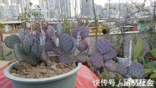 花根|这6种花，浇水越多死的越快，千万管住手，少浇水长得旺