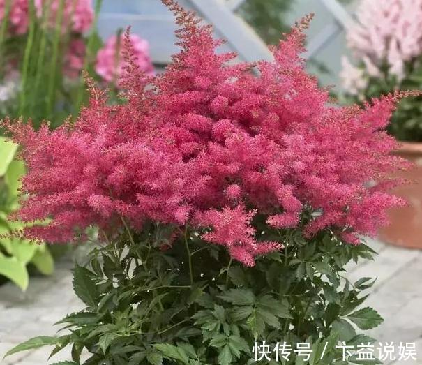 养殖|7款颜值高、管理容易的植物,忒适合地栽、盆栽,个个枝繁叶茂