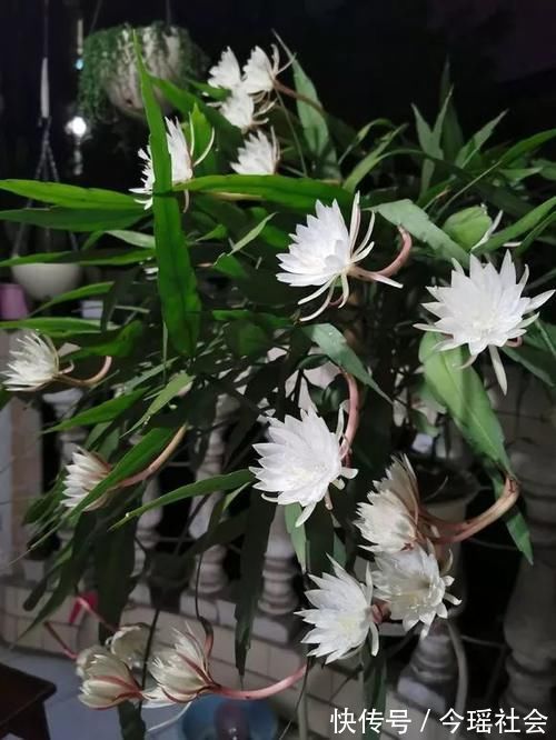 植物|养了5年的蟹爪兰,原来是个“假货”,看看你家的是什么?