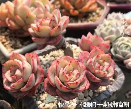 口诀|夏天养多肉，浇水有讲究，掌握“三字”口诀，轻松度夏不黑腐