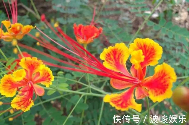 夏天|想要家里四季花开，这20种花，连续能开300天，完全不歇气