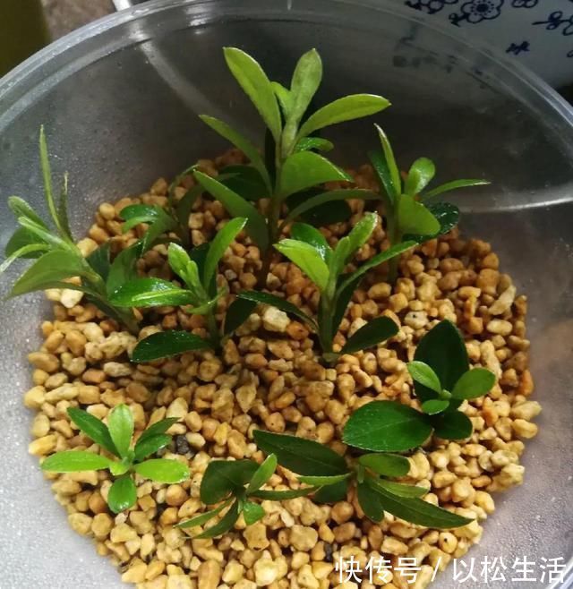 6月，最适合扦插的花，一插就活，大白根冒疯了