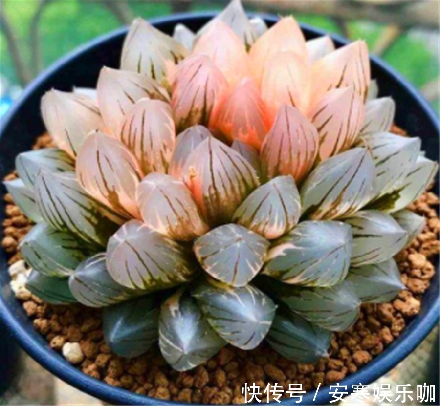 5种不喜欢阳光的多肉,晒多了就变丑,有1种价值20万