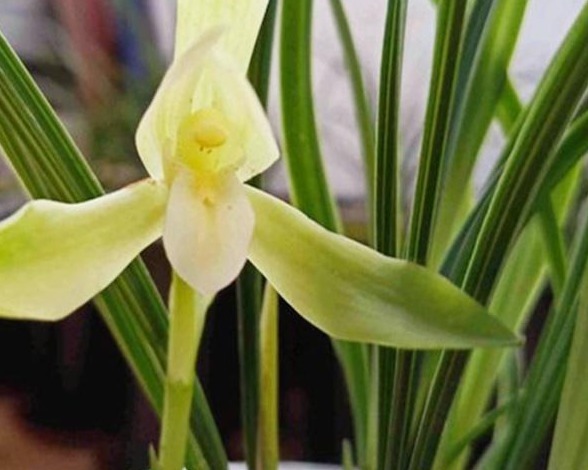 养殖小经验兰花长得好不好，不用羡慕别人啦，手把手教你养爆盆