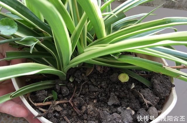 养金边吊兰,盆底放一把干树叶,三月后疯长爆盆,叶多穗多特别旺!