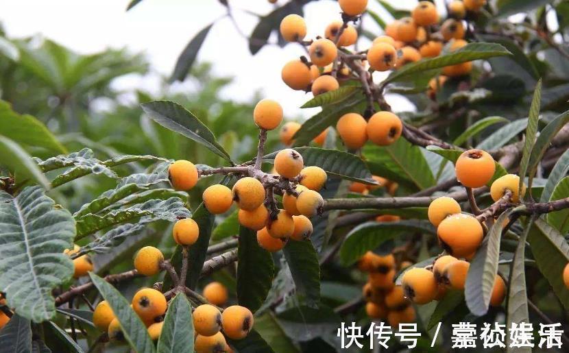 多汁|干咳的人多吃枇杷,买时别在意大小,记住4点,核小肉多汁水足