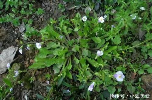 农村一种草，看起来不起眼，价值却好珍贵，治烫伤效果极好