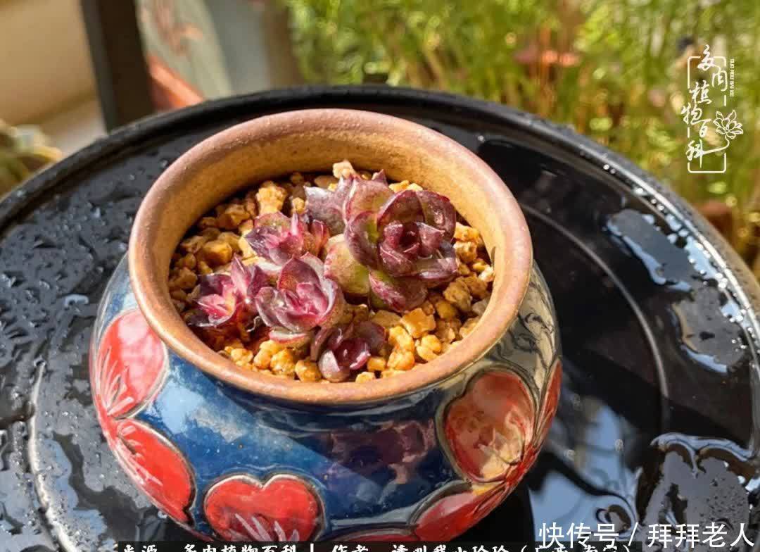 多肉与我,不负时光韶华!