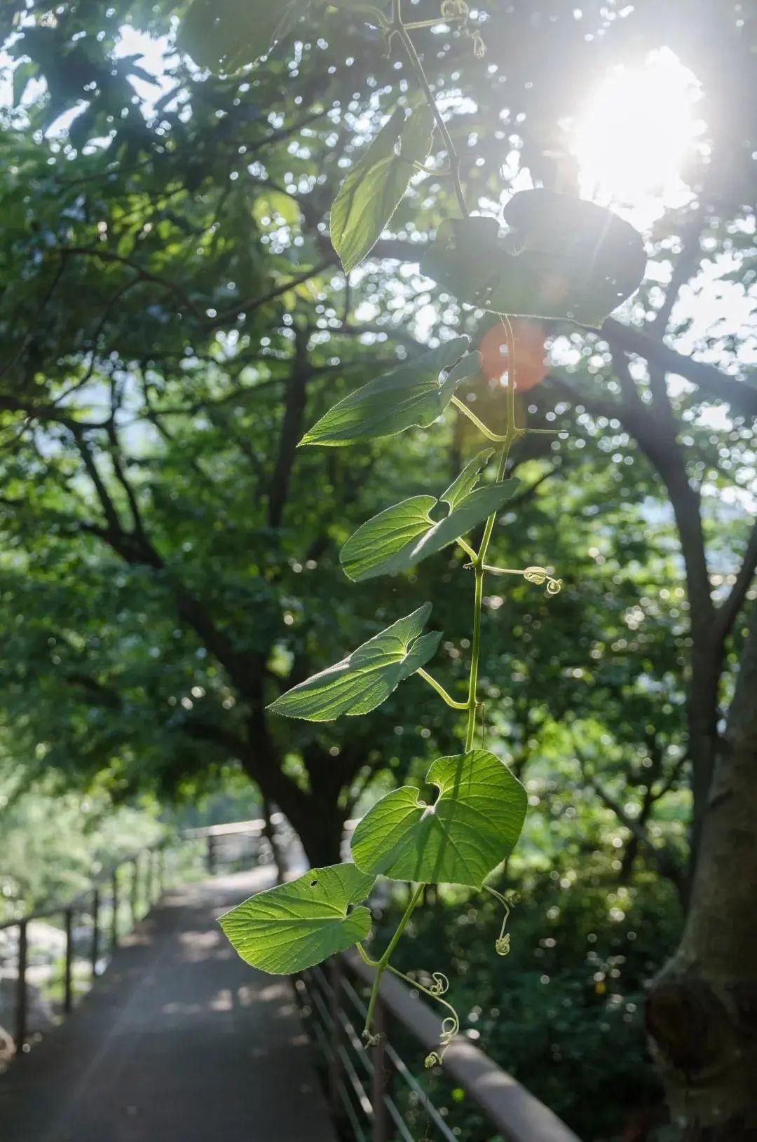 初夏，龟峰山依旧值得！门票降价，新景点等你来打卡