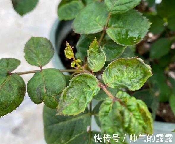 当下月季花管理,“三害一肥”是重点
