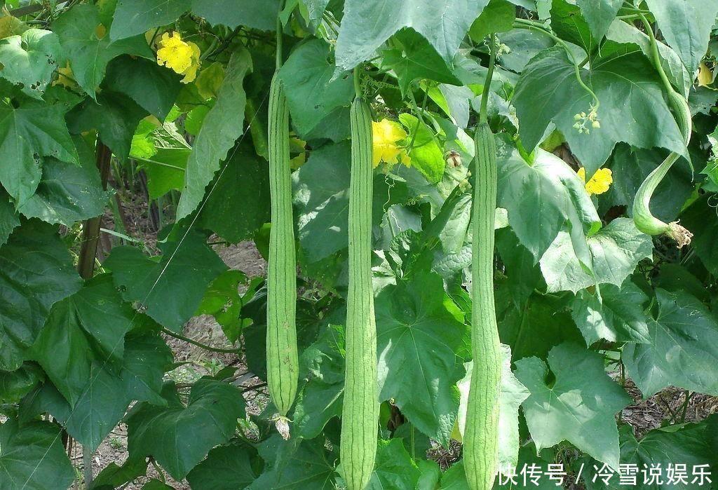 农村这种瓜夏季常吃,却少有人知道它的花很珍贵,炖汤喝清热解暑