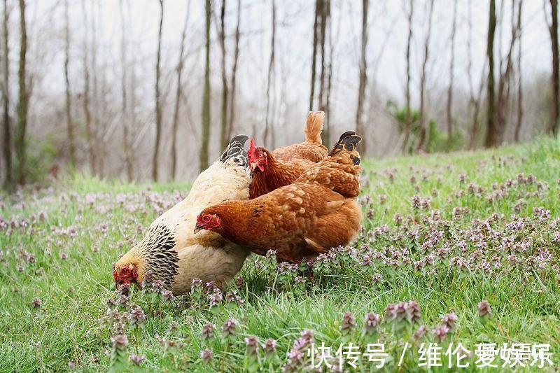 运势|生肖鸡9月运势强势回归，注定贵运连连，洪福不断财源滚滚