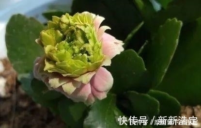 叶插|长寿开花变异了,十年都见不到一次,真稀罕