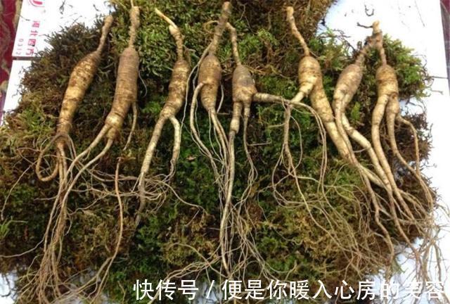 铁皮石斛|4种“名贵中药”做盆景,一养就是30年,土豪出价“5万”都不卖!