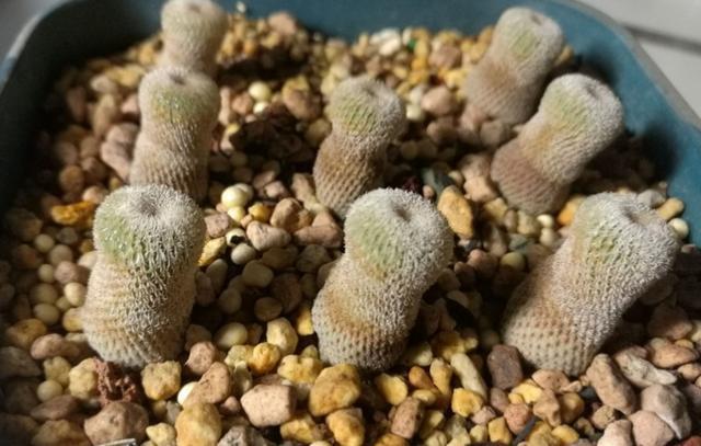 多肉根系|多肉好看、养护却是大问题,掌握5个小方法,盆栽越长越好