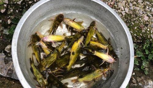 钓鱼技巧：科学打窝钓得更多，这几种打窝方法更留鱼，你学不学？