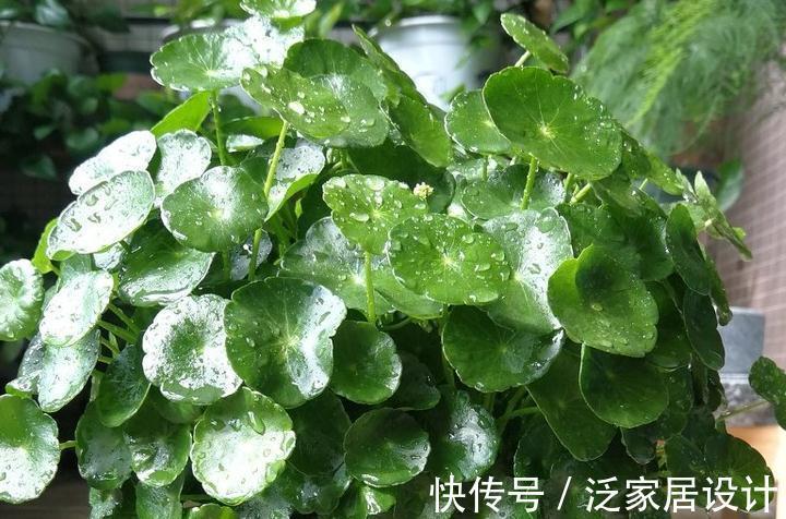 喜水花非它莫属，家中养一盆，健康又环保，简直赚到了